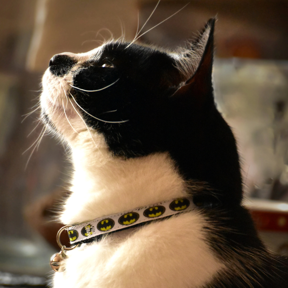 Batman kitten outlet collar